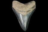 Serrated, Fossil Megalodon Tooth - Beautiful Enamel #92477-1